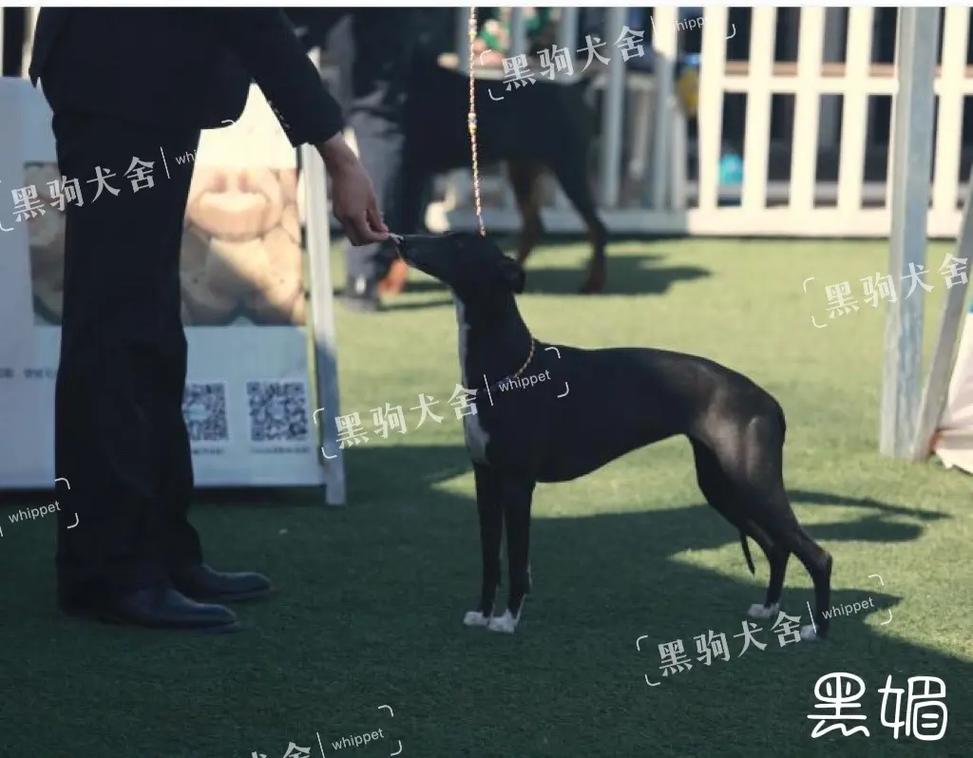 小雏女 为了给您最准确的小雏女帮助