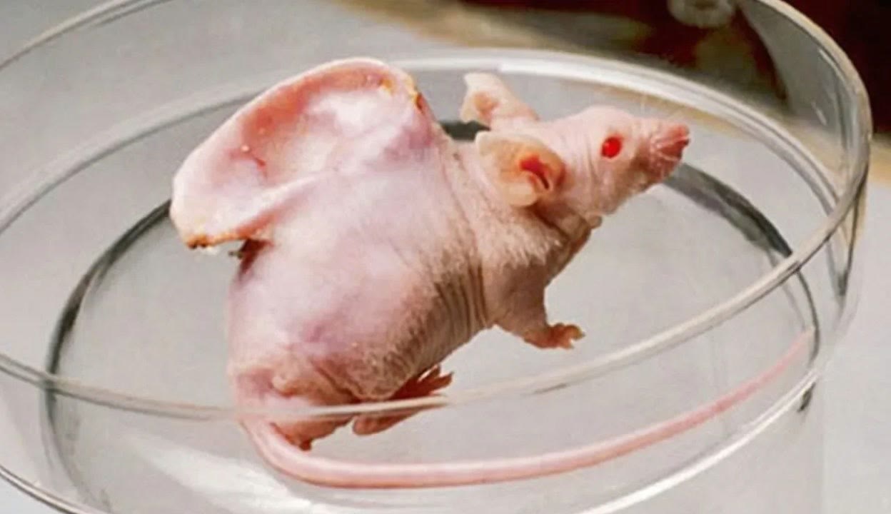 md0230 这无疑是物有所值的选择