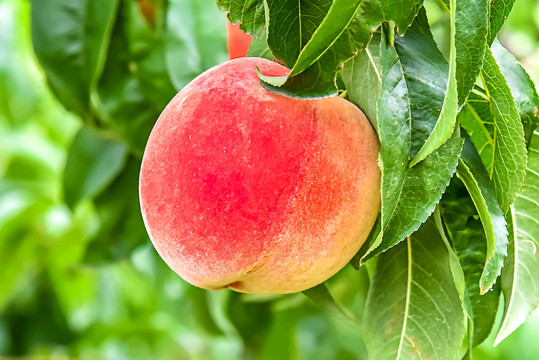 动漫蒂法 当人们谈论“动漫蒂法”时