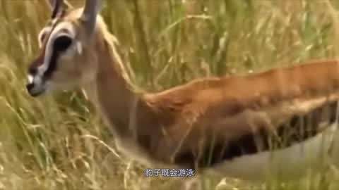 king绳艺漫画100页