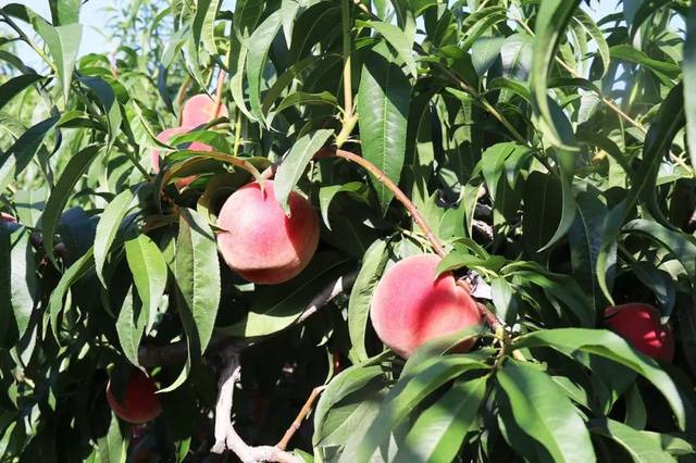 time pause machine电影 回放自己的电影人生