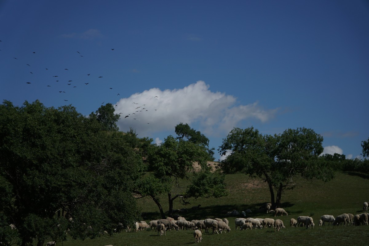 小蓝视频网页版