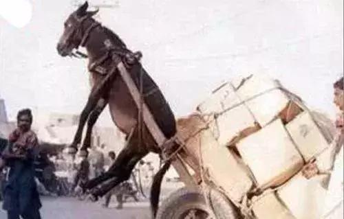 成人国产精品秘片多多 这些“秘片多多”的多多现象