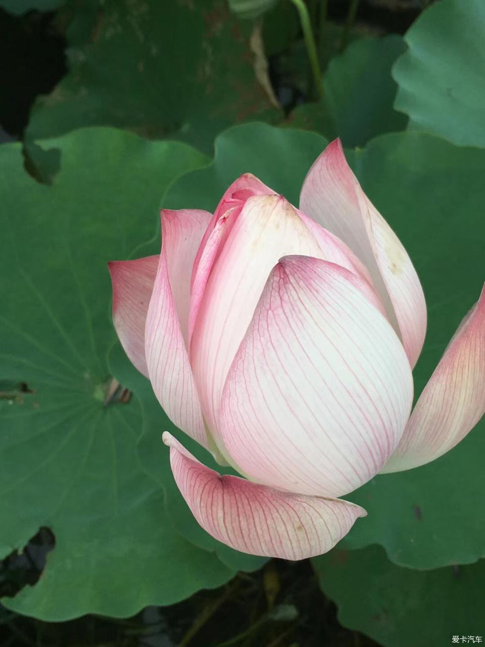 免费看片网站 看片观影体验、网站审慎使用