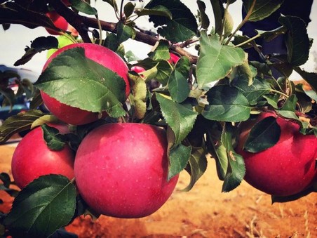 日本中文字幕巨大的乳专区