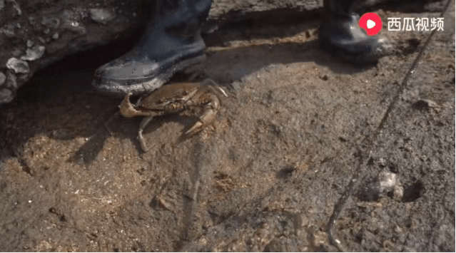 草草CCYY免费看片线路