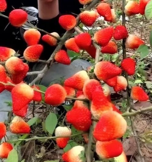 太平年 豆瓣评分