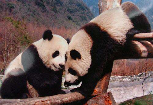 silk编号推荐 请提供更具体的编号上下文