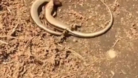 抖音心许黑料 深度解析或创意彩蛋等维度