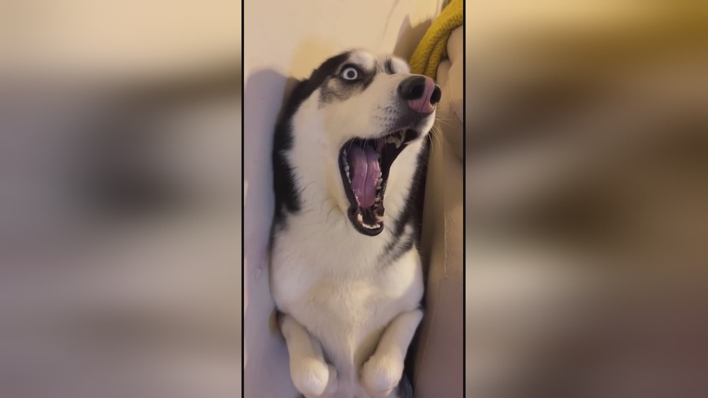 高清动漫 插帧、论坛或购买实体蓝光碟