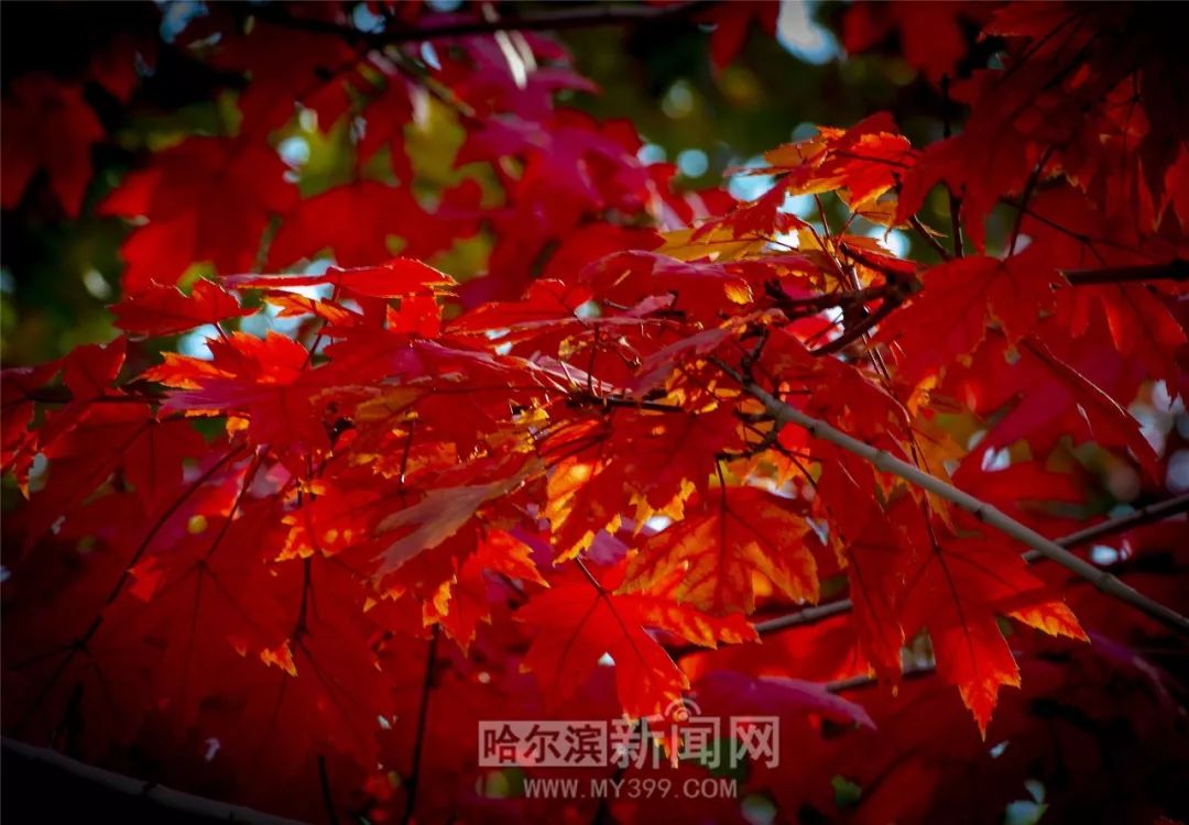 最新番剧 最新番剧风景和氛围感拉满