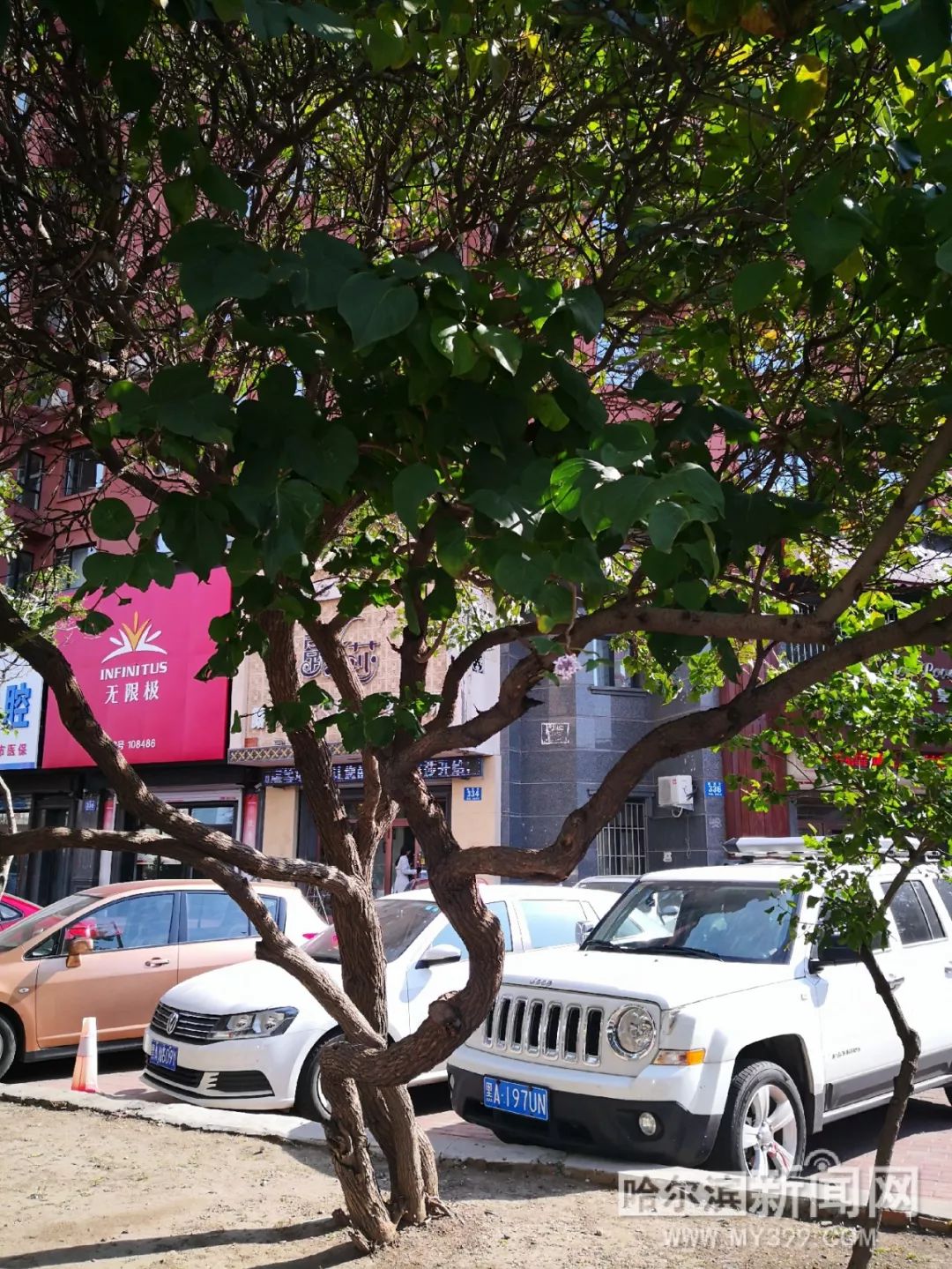 鲍鱼tv 鲍鱼这种沉浸式叙事方式