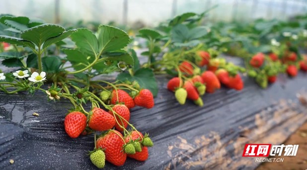 尼尔3d同人动画 既有轻松日常的人动短剧