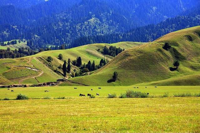 网易视频在线 Bilibili等主流视频平台