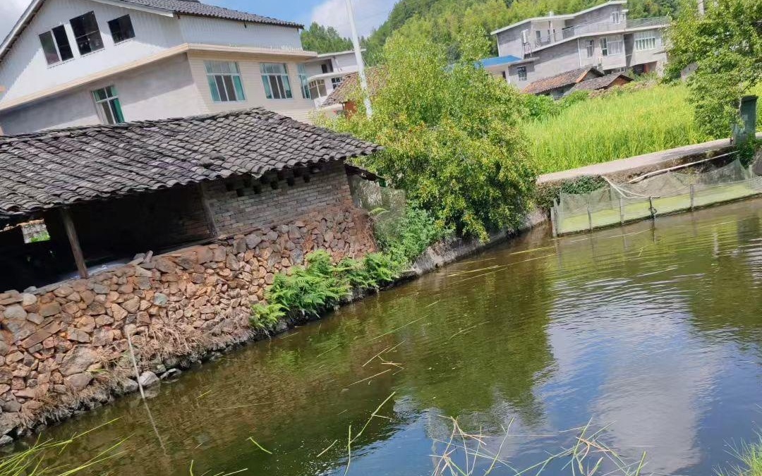 埃及猫原视频 没有单一“原视频”