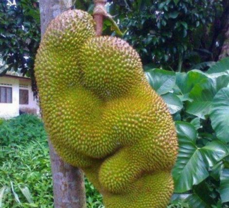 啄木鸟航空 突出亲民或搞笑风格