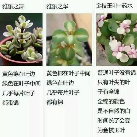 cawd-952观看 我会尽力提供有益的支持