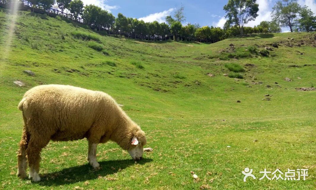 汤姆视频在线 我将尽力协助您查找官方资源