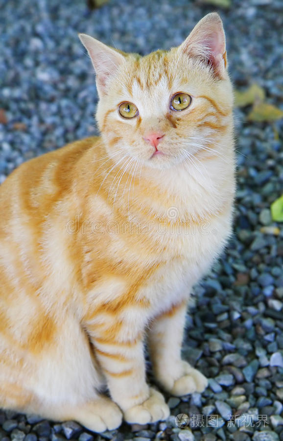 无限重山 无限重山关外行人衣正单