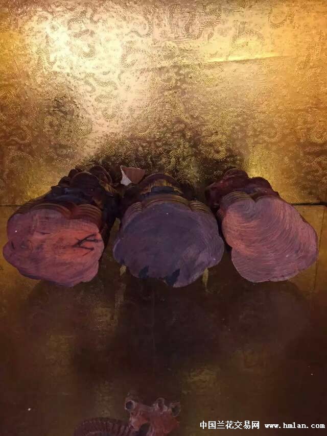 美女穿超短裙被啪啪