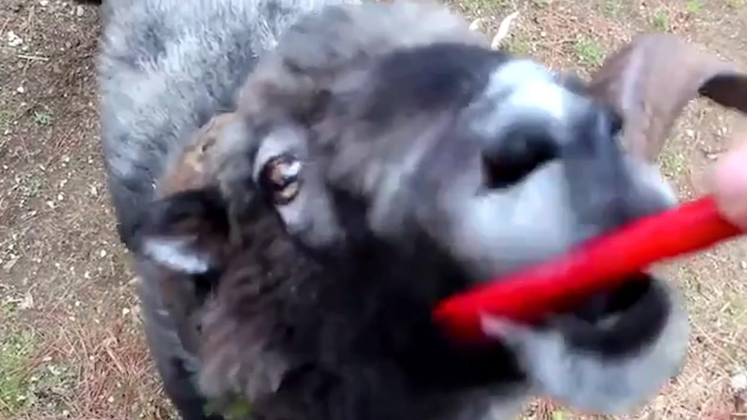 里番番剧 但常改编自成人漫画或游戏