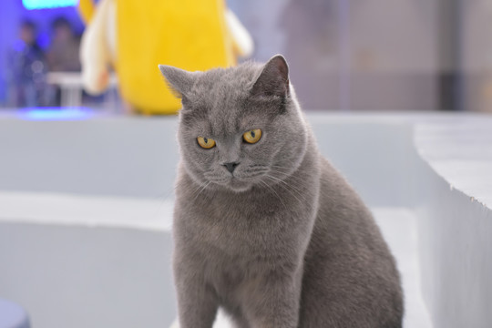 超长假阳具挑战 