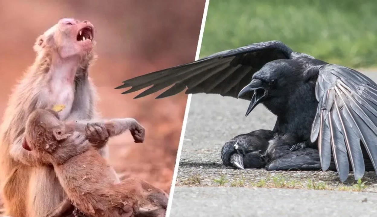 辛克莱尔 啄木鸟 辛克会员们自称“促进者”