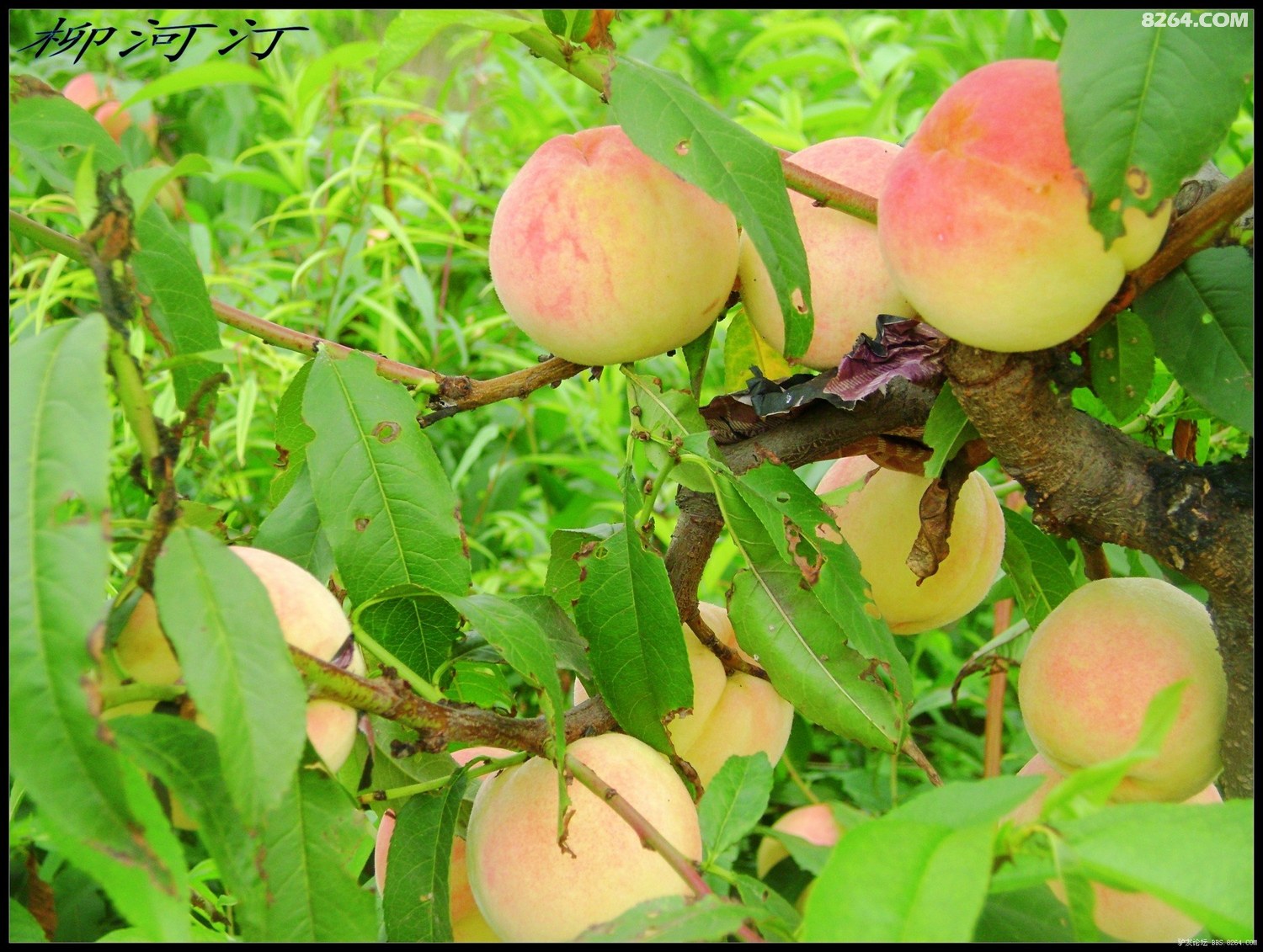 色拍拍福利一区福利二区 我还没有学会回答这个问题