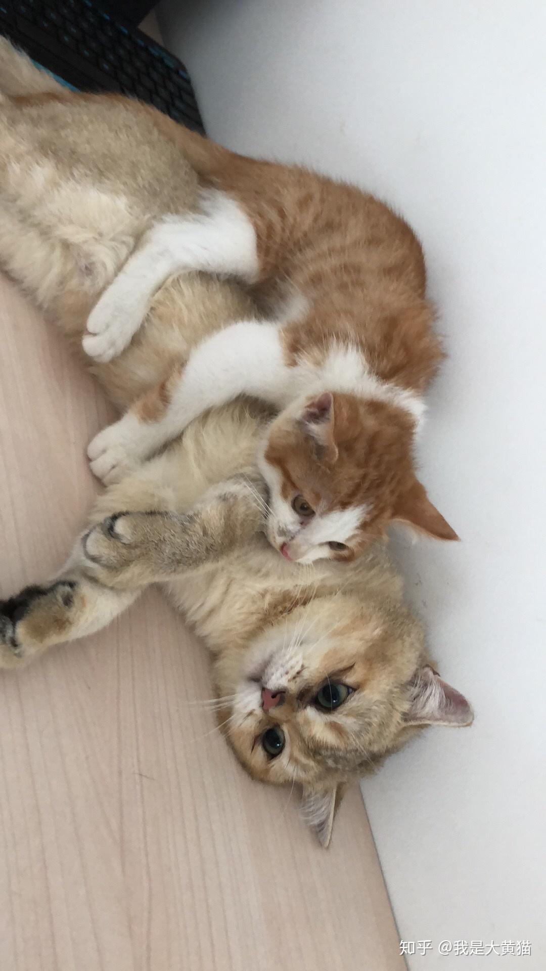 啄木鸟麦乐迪 形成新的鸟麦 meme 或角色设定