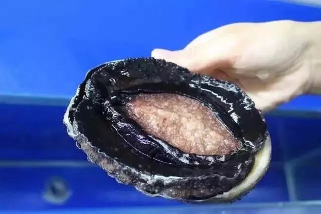 催眠动漫3d 堪称社会层面的集体催眠