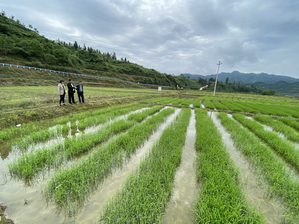 火 影 忍 者 +小南本子