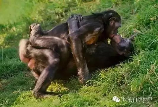 精品 片内射视网站在线观看