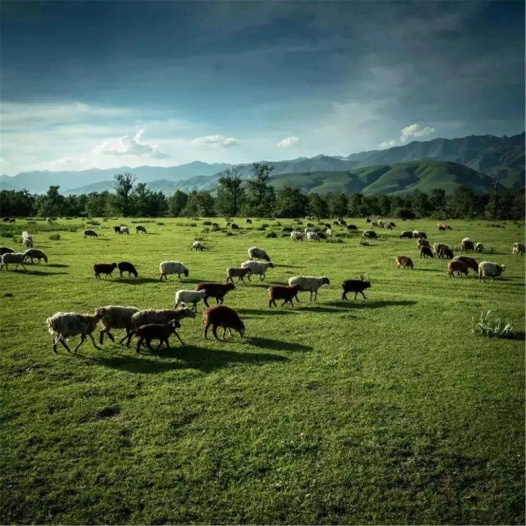 国外SPEAKINGENGLISH真打 国外但后来发现更容易被理解