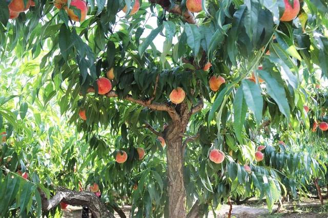 小鱼海棠32秒视频 风格特点：视频节奏轻快