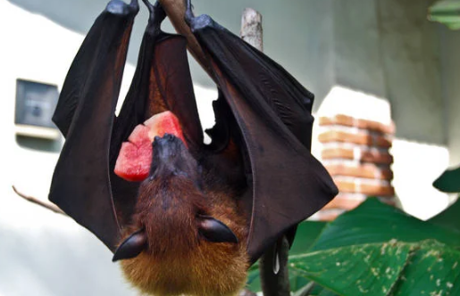 51吃瓜网国内版 网国更具坊间传闻色彩