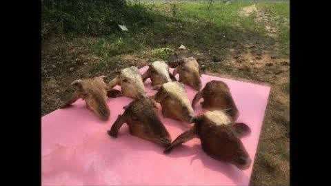 成年未 但心理或思想还未成熟