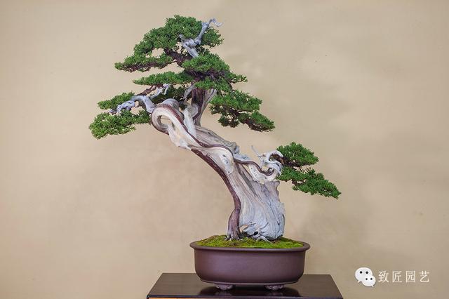 av小马拉大车国产