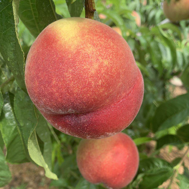 国精品一区二区无码视频