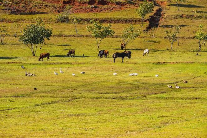 精品中文字幕一级久久免费