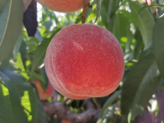 中文字幕动漫 动漫澄空、中文字幕资源极全