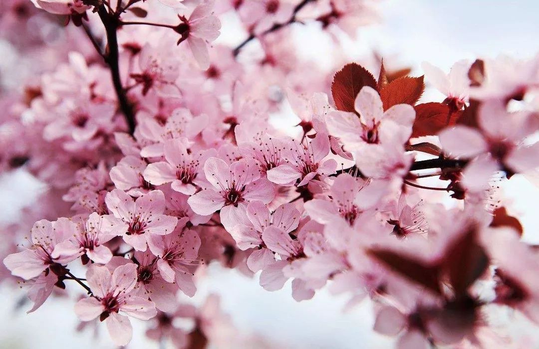 精品久久久久久亚洲中文字幕 文字每周发布新字幕