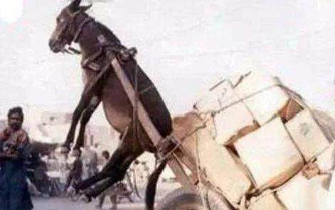 无限臀山欧美女优 向上的女优网络内容