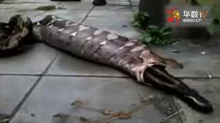 51视屏在线观看 如果您有具体想看的节目类型