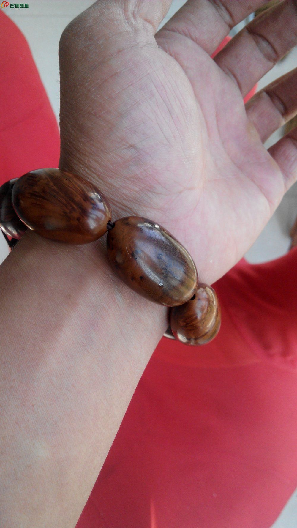 郊狼视频 科普介绍和有趣的观察视频