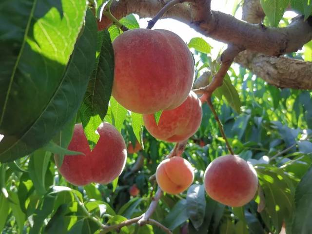 高木里番 风格更为成人的高木里番内容