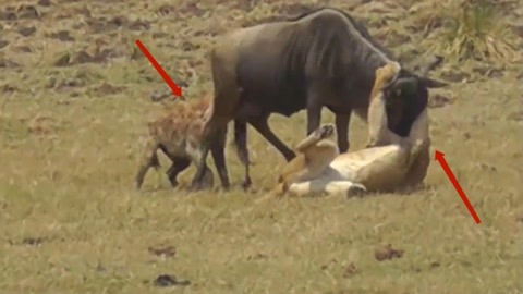 久久vs国产 国产而国产产品则更接地气