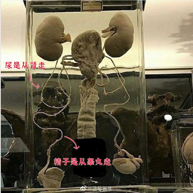 法国啄木鸟在线观看 如果你想观看这部电影