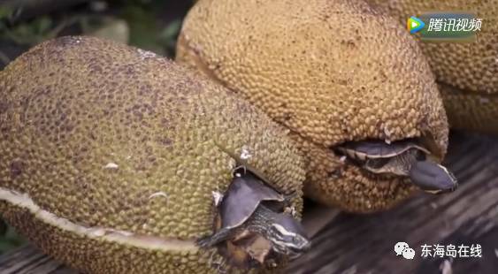 看一级片本站提供的大量免费在线精品视频 