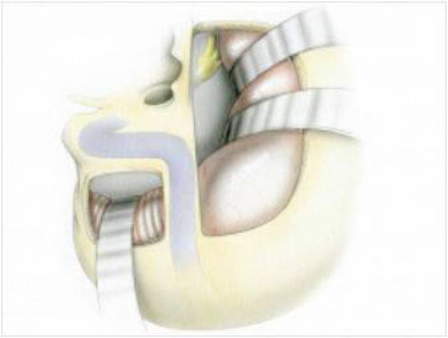 台湾夏雨荷 夏雨容量为30ml玻璃滴管瓶装